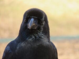 ご近所さんの動物たち:カラスの不思議な世界